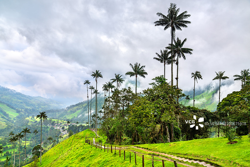 哥伦比亚昆迪奥的科科拉山谷中的巨型蜡棕榈图片素材