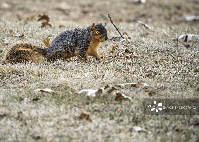 田野上松鼠的特写，西德莫因，爱荷华州，美国图片素材