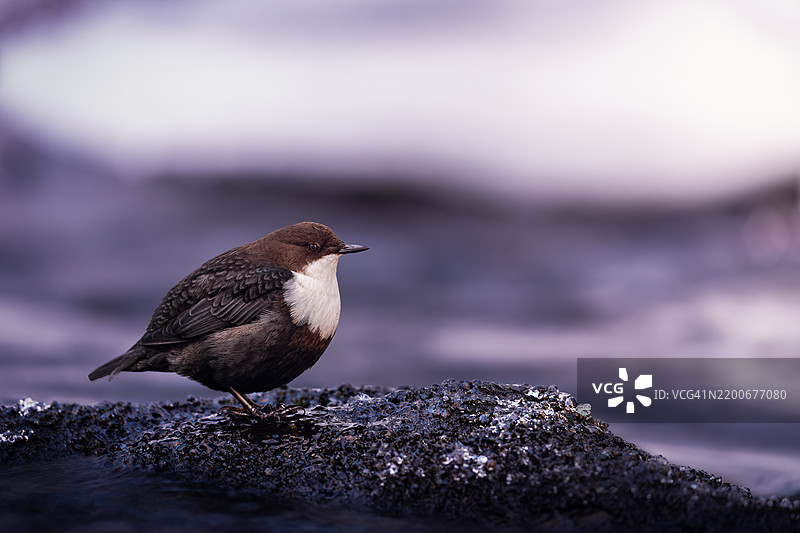 鸟儿栖息在岩石上的特写镜头图片素材