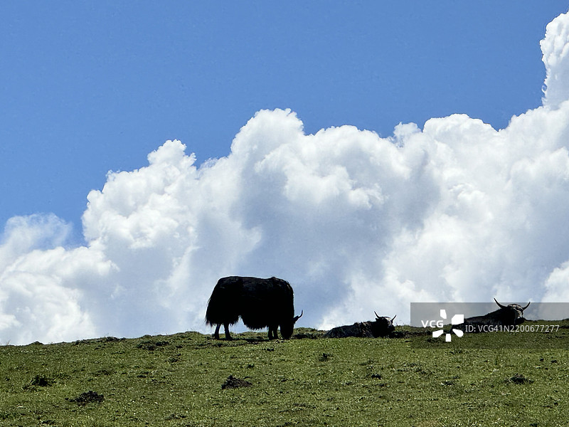 低角度视图的羊群在田野上，背景是天空，四川阿坝，中国图片素材