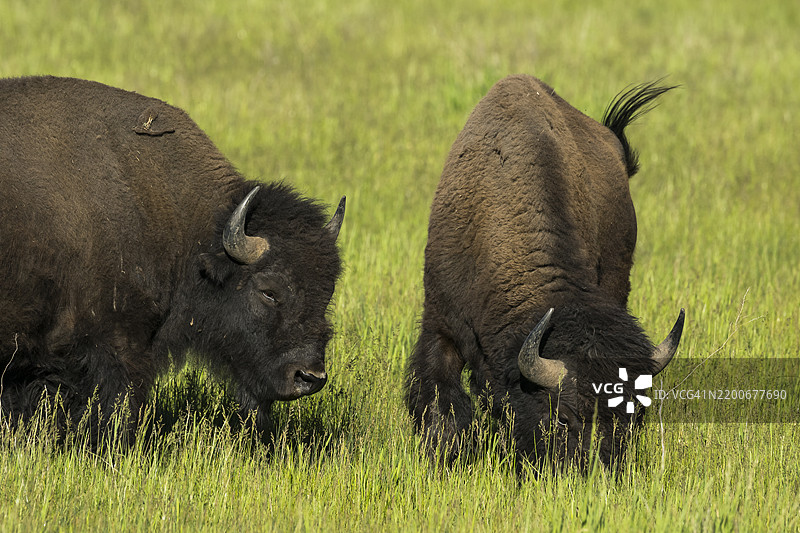 野牛 (Bison bison)图片素材