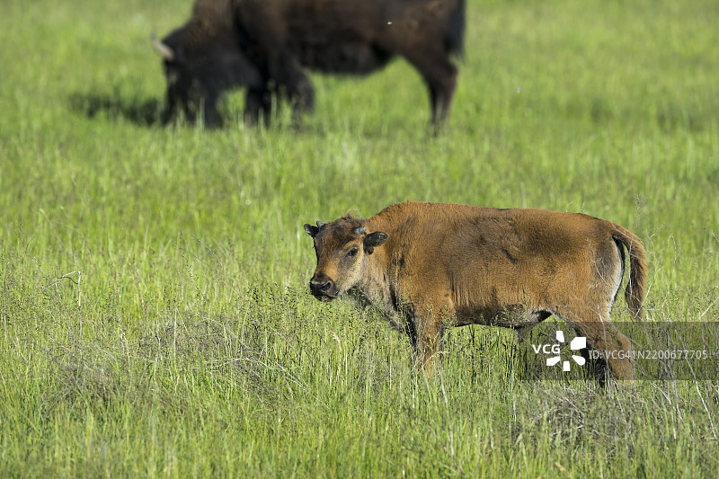 野牛 (Bison bison)图片素材