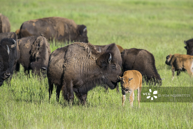 野牛 (Bison bison)图片素材