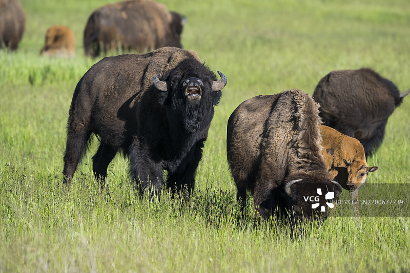 野牛 (Bison bison)图片素材