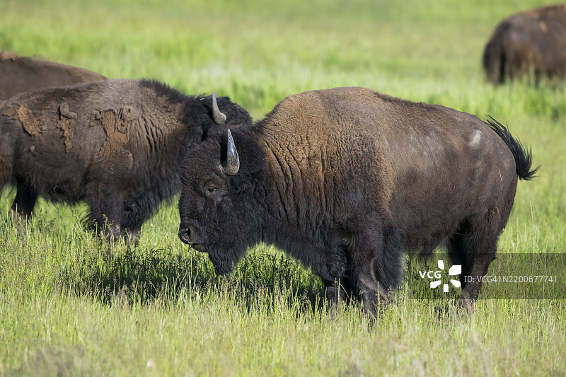 野牛 (Bison bison)图片素材