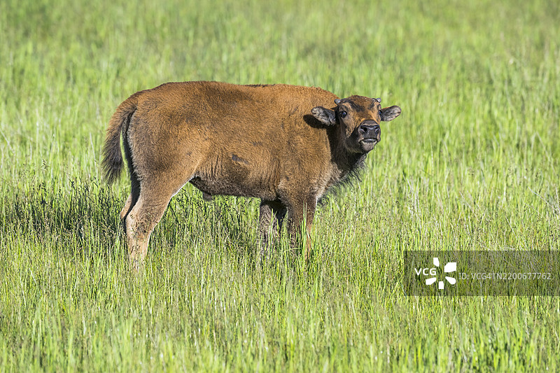 野牛 (Bison bison)图片素材