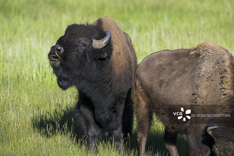 野牛 (Bison bison)图片素材
