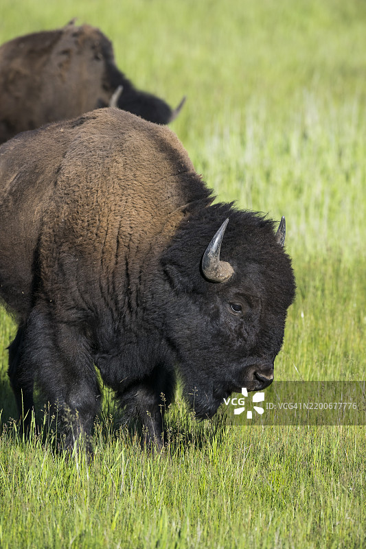 美洲野牛 (Bison bison)图片素材