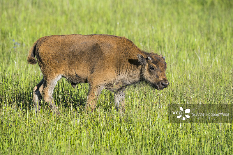 野牛 (Bison bison)图片素材