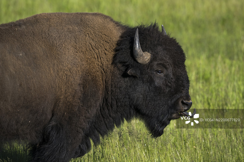 野牛 (Bison bison)图片素材