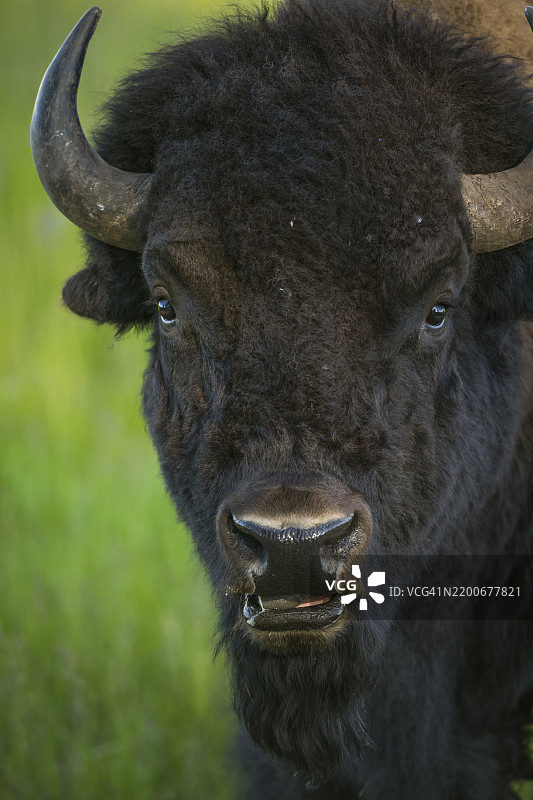野牛 (Bison bison)图片素材