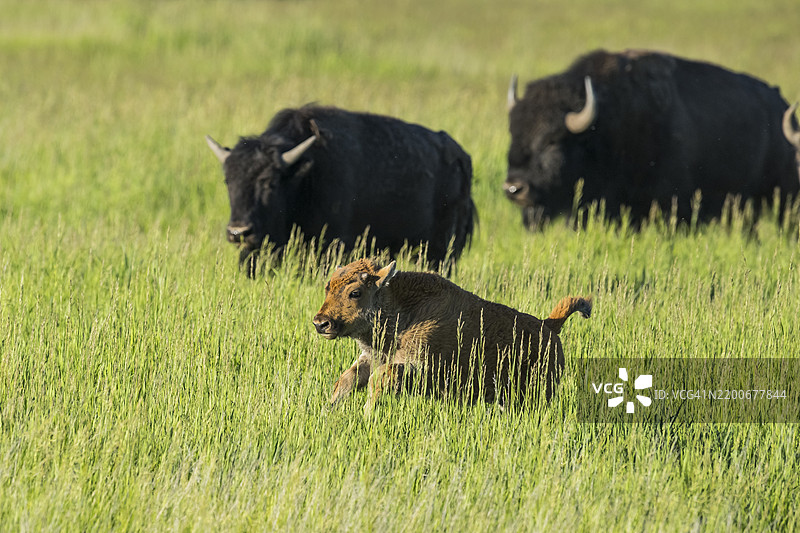 野牛 (Bison bison)图片素材