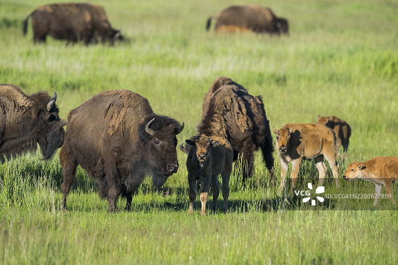 野牛 (Bison bison)图片素材