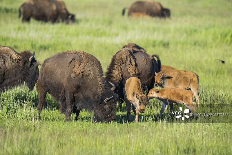 野牛 (Bison bison)图片素材