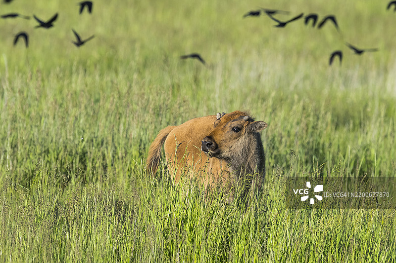野牛 (Bison bison)图片素材