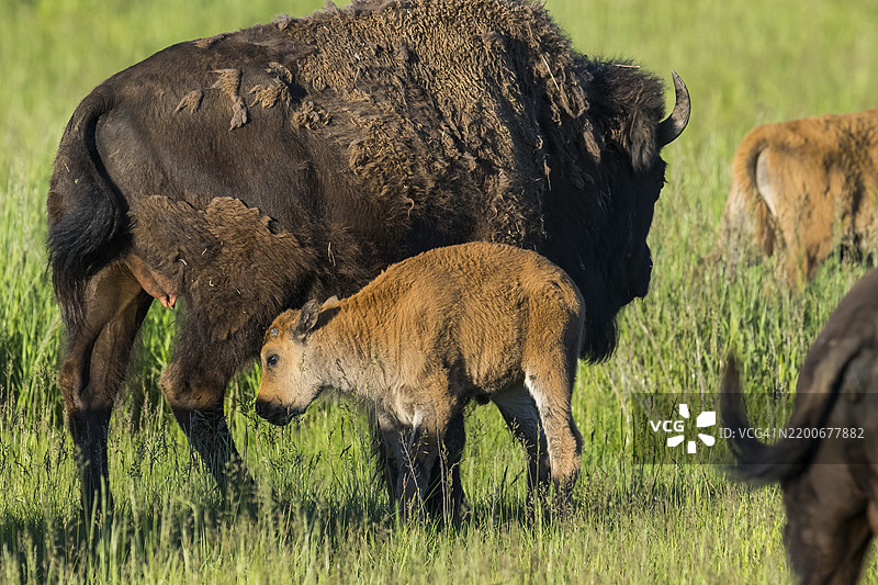 野牛 (Bison bison)图片素材