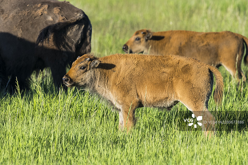 野牛 (Bison bison)图片素材
