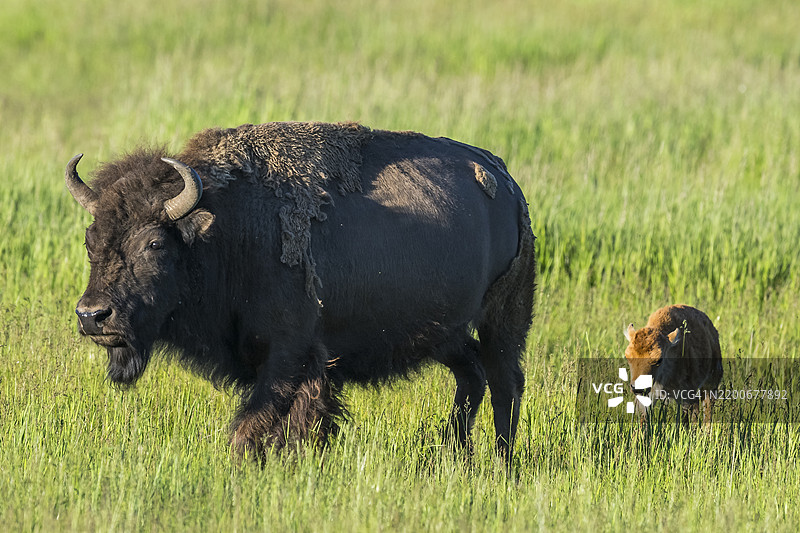 野牛 (Bison bison)图片素材