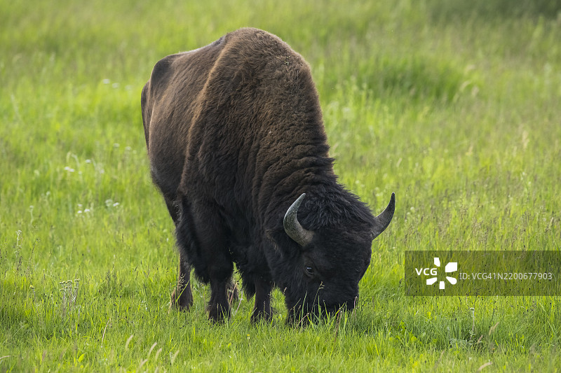 野牛 (Bison bison)图片素材