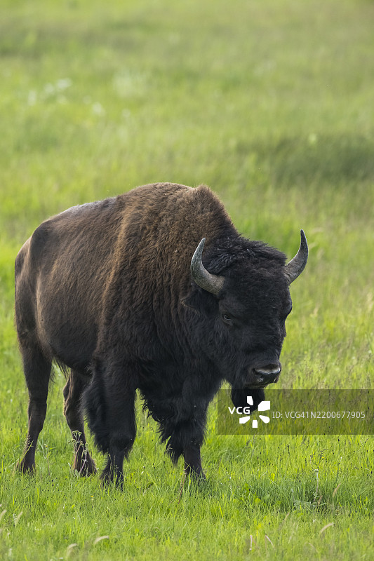 野牛 (Bison bison)图片素材