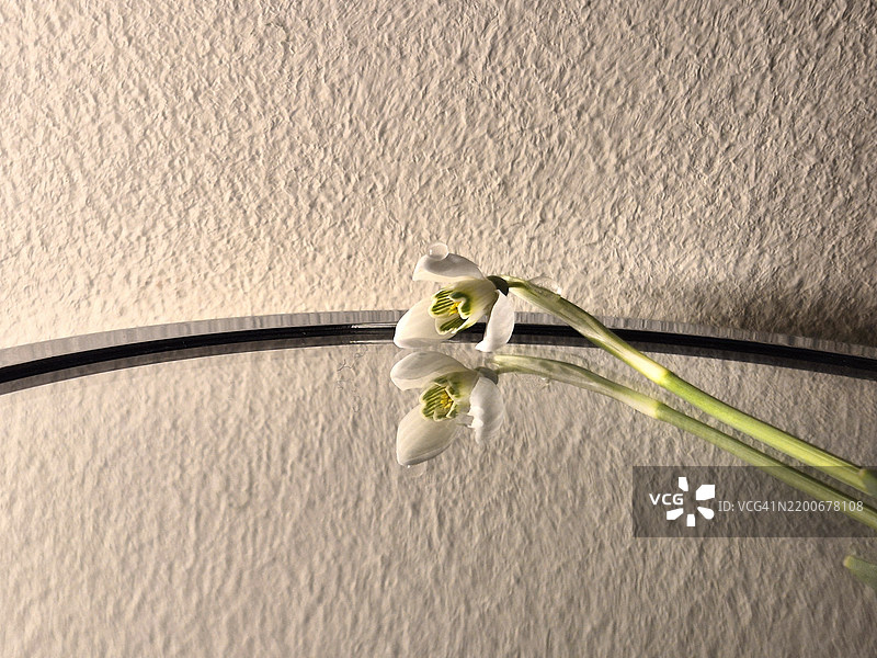 白色开花植物的特写镜头图片素材