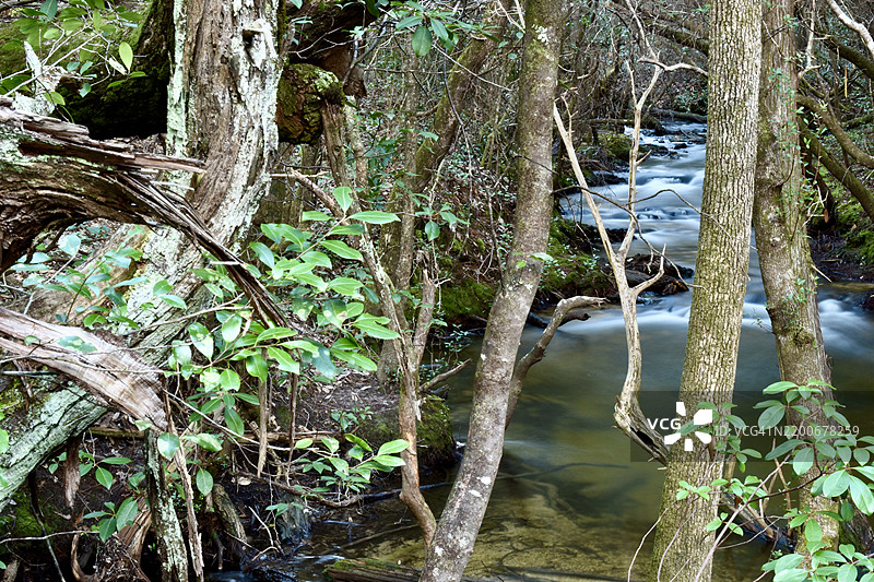 树木沿着缓缓流动的小溪排列，流入一个浅水池，佛罗里达州圣罗莎县，美国图片素材