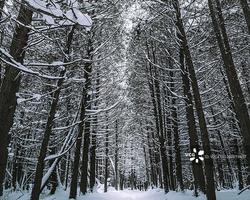 冬季森林中的树木图片素材