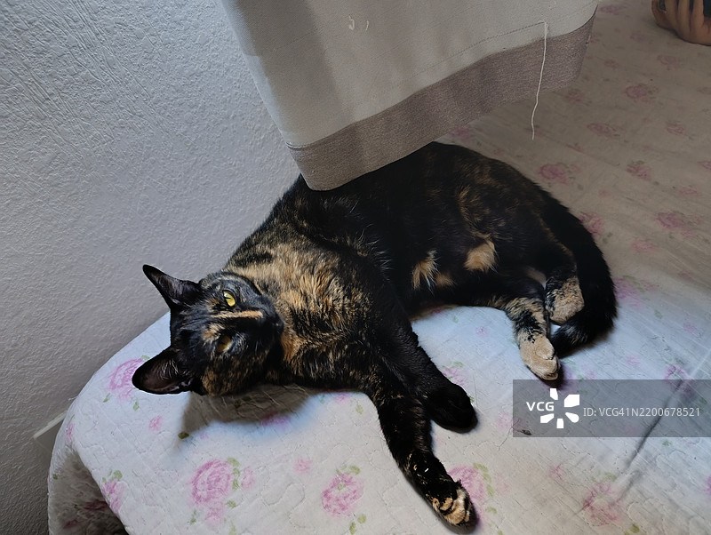 高角度视图的猫躺在床上图片素材