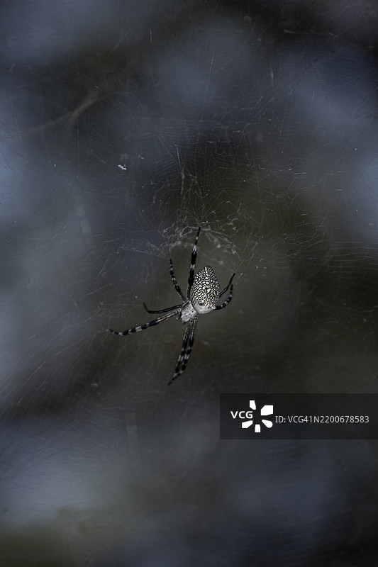 泰国的蜘蛛特写镜头图片素材