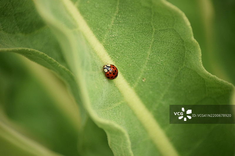 叶子上的瓢虫特写图片素材