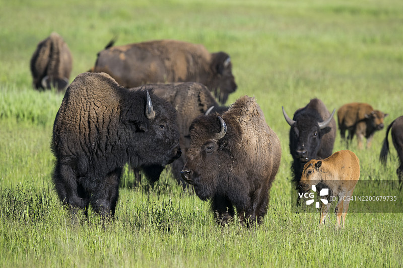 野牛 (Bison bison)图片素材