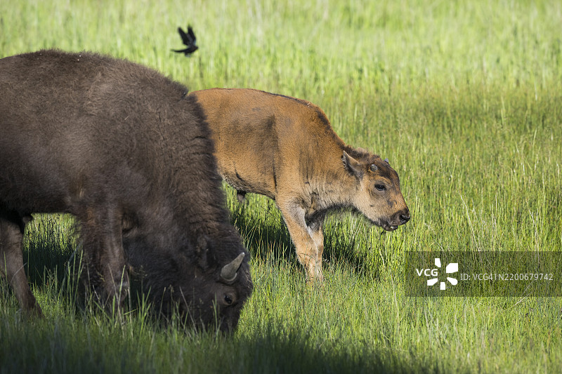 美洲野牛 (Bison bison)图片素材