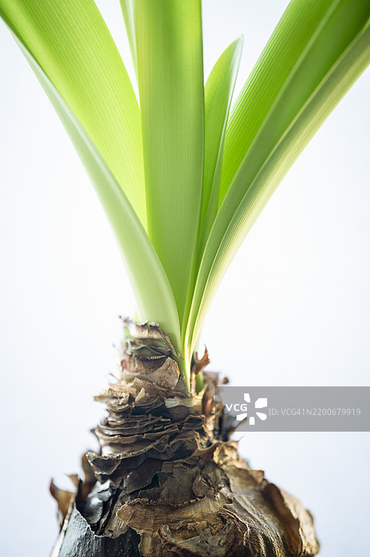 朱顶红叶子图片素材