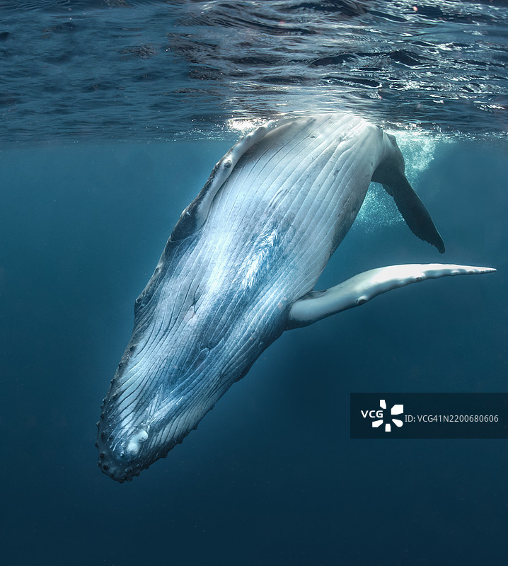 在汤加水下潜水的鲸鱼图片素材