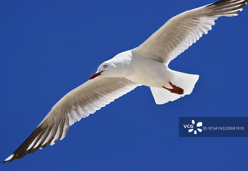 黑色飞鸟在晴朗的蓝天上低角度视图图片素材