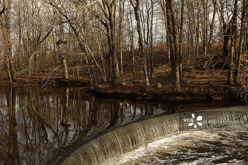 森林中生长的树木，伦福德，罗德岛，美国图片素材