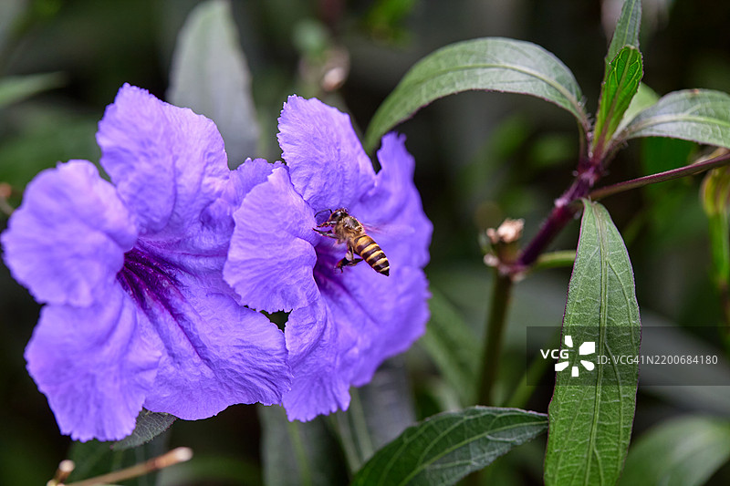 蜜蜂在紫色水葱花上授粉的特写镜头图片素材