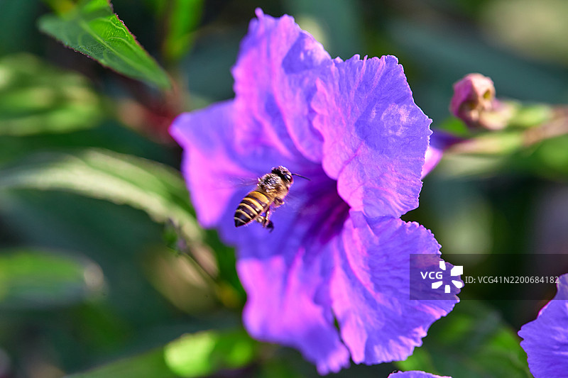 蜜蜂在紫色水葱花上授粉的特写镜头图片素材