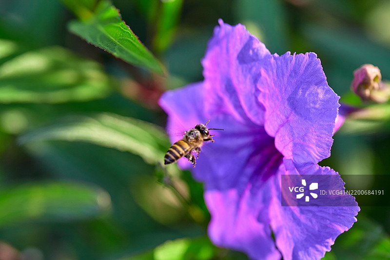 蜜蜂在紫色水葱花上授粉的特写镜头图片素材