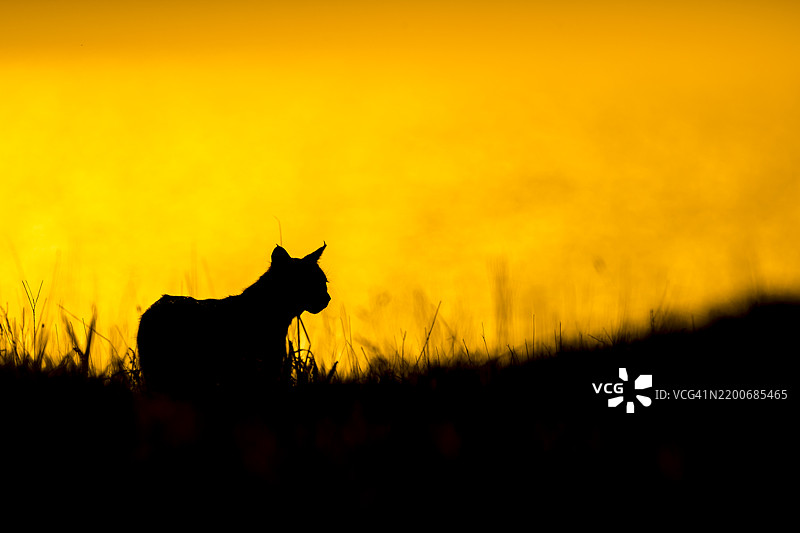 猞猁 (Lynx rufus)图片素材