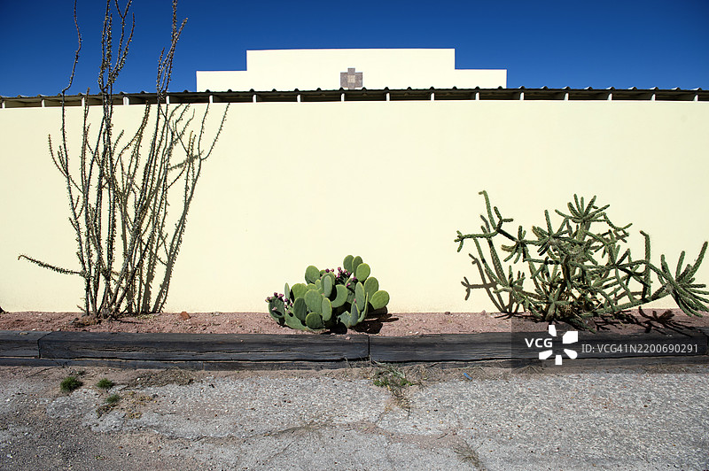 马尔法墙前的仙人掌植物图片素材