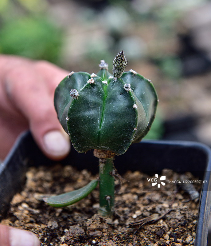 手握带有嫁接星美人仙人掌的花盆图片素材
