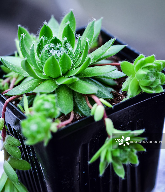 多肉植物的特写，展示了被称为“母鸡和小鸡”的侧芽图片素材