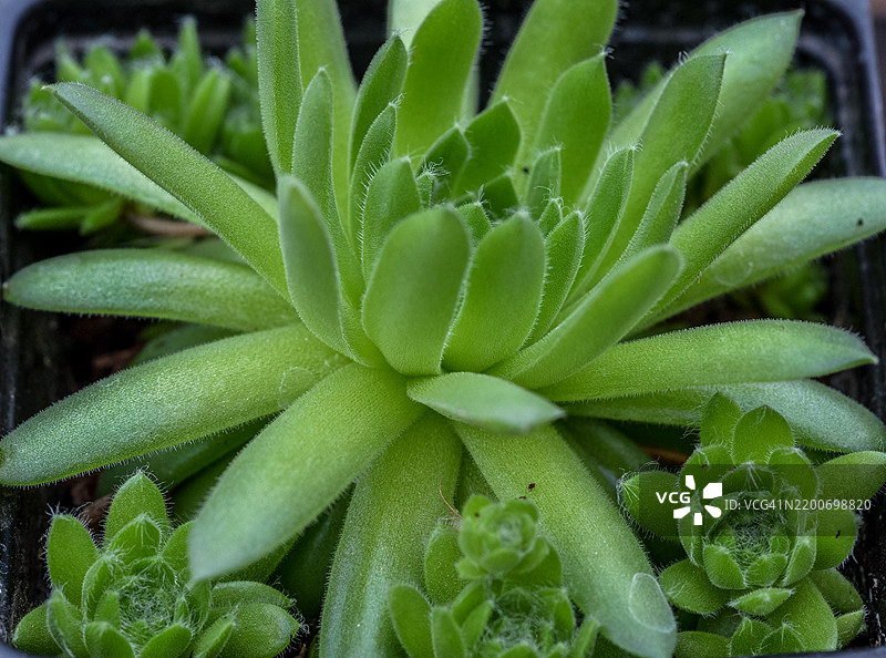 多肉植物的特写，展示了被称为“母鸡和小鸡”的侧芽图片素材
