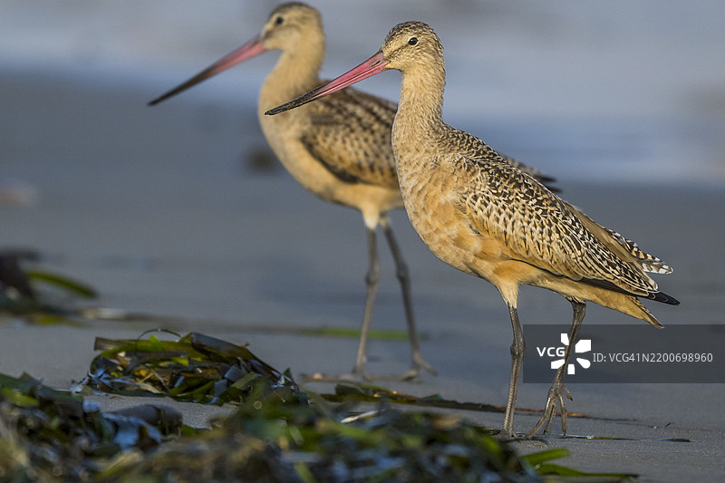 大斑鹬 (Limosa fedoa)图片素材