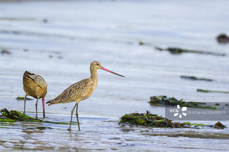 大斑鹬 (Limosa fedoa)图片素材