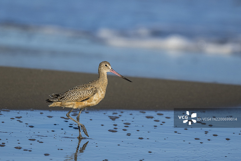 大斑鹬 (Limosa fedoa)图片素材