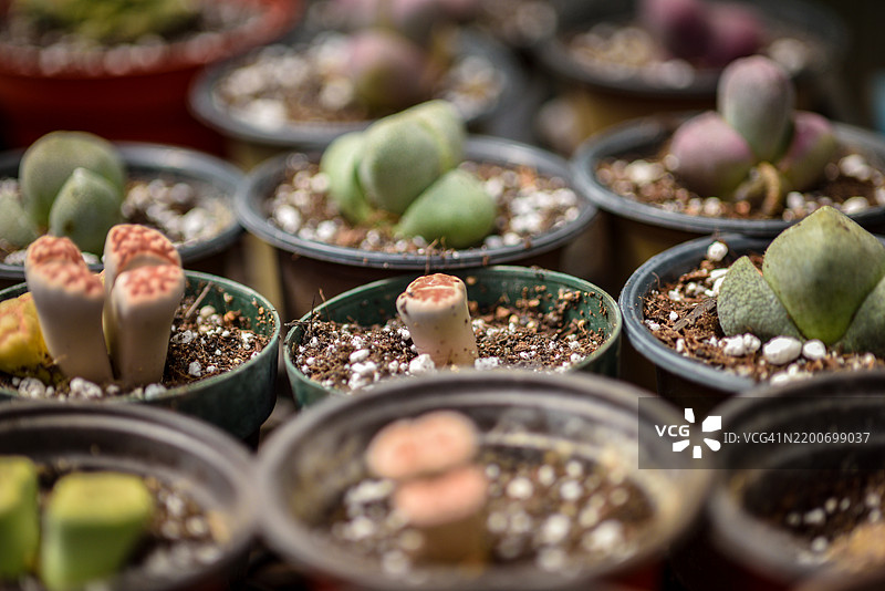 多样的活石 - 石生花。这些植物被认为是拟态植物，在其原生环境中与真正的石头相似。图片素材