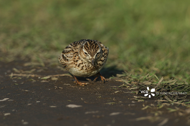 一只云雀（Alauda arvensis）在泥土小道上觅食。图片素材