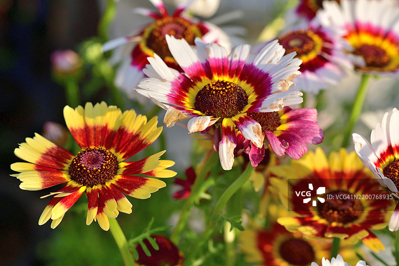 三色菊 / 三色雏菊 / 一年生菊花图片素材